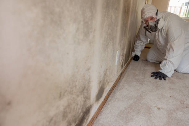 Best Industrial Mold Remediation  in Hudson, IA